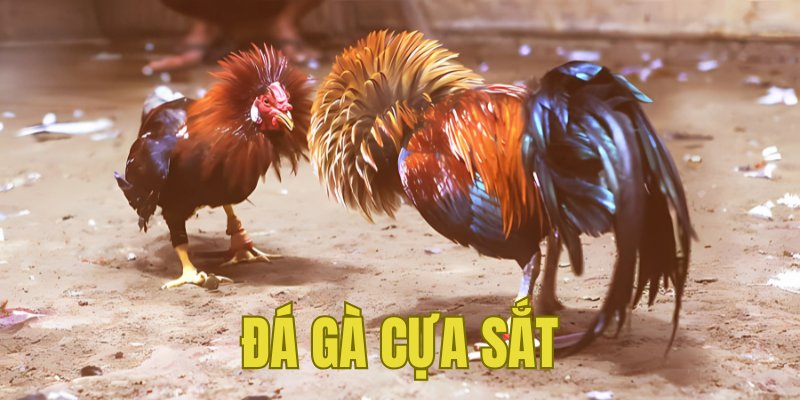 Banner www.maythucphamhoangquan.com